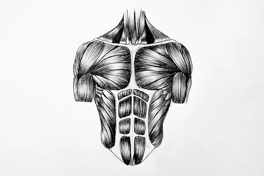Zeichnen von Muskeln 02