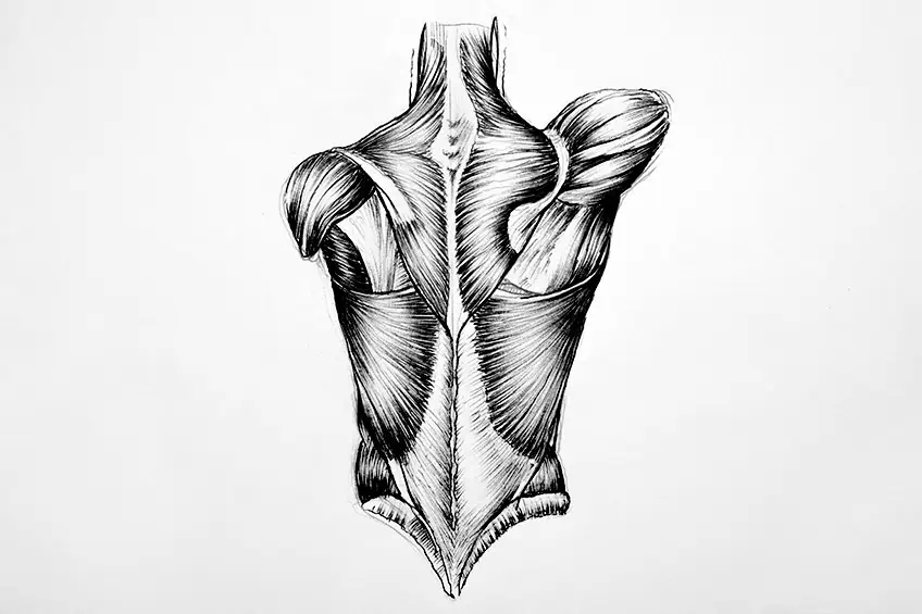 Zeichnen von Muskeln 03