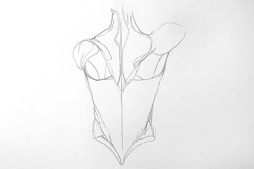 Zeichnung Muskeln 12