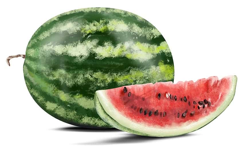 Zeichnung einer Wassermelone 14