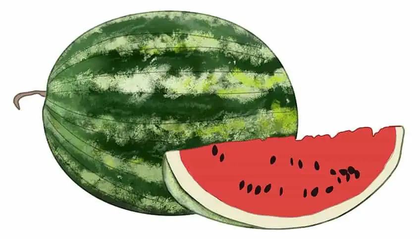 Wassermelone Zeichnung 08