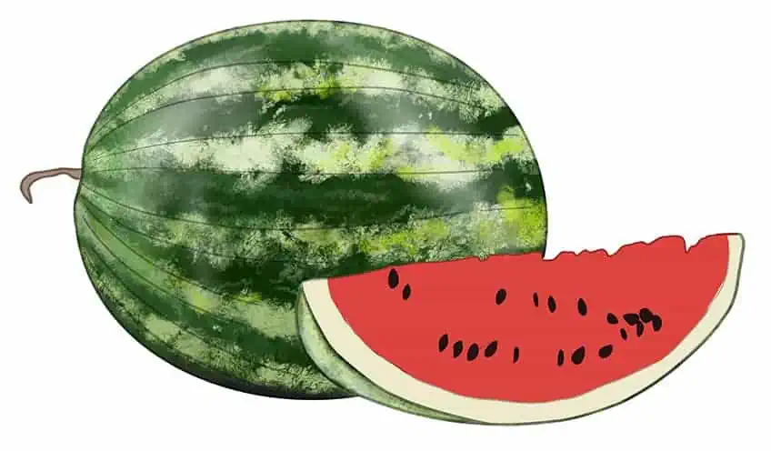 Wassermelone Zeichnung 09