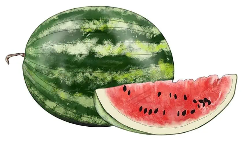 Wassermelone Zeichnung 10