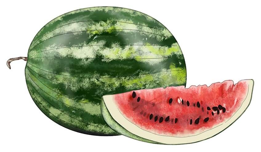 Wassermelone Zeichnung 11