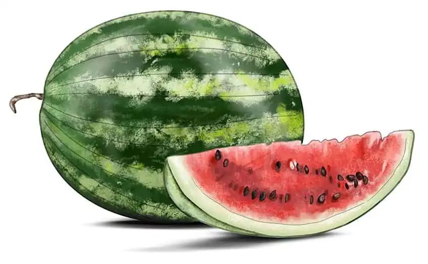 Wassermelone Skizze 13