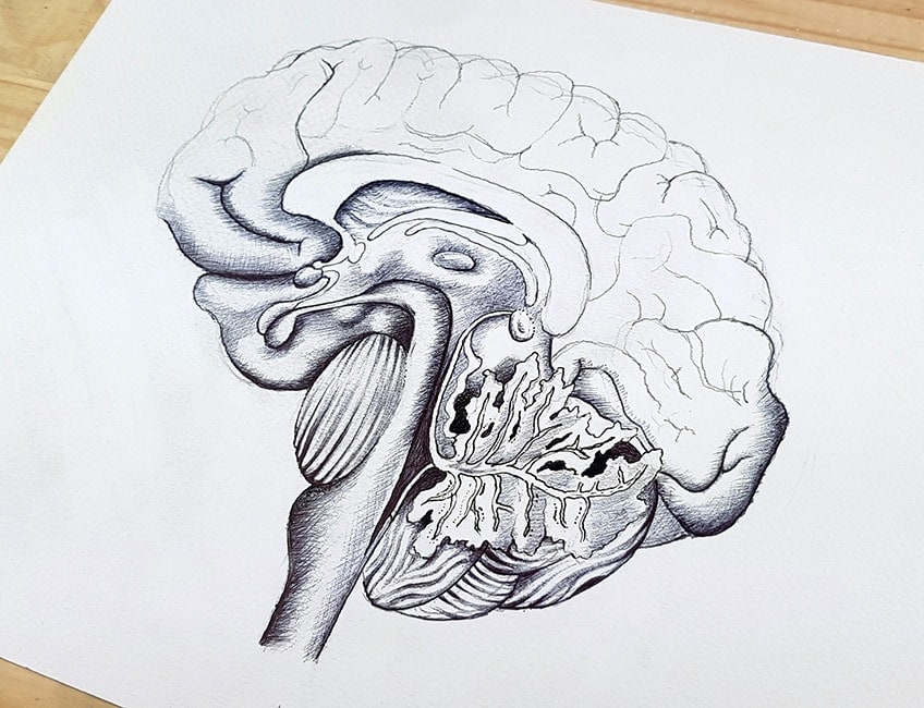 brain line drawing 20