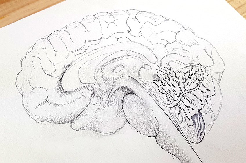 easy brain drawing 09
