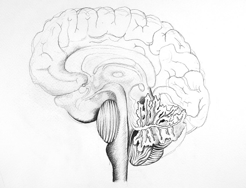 easy brain drawing 13