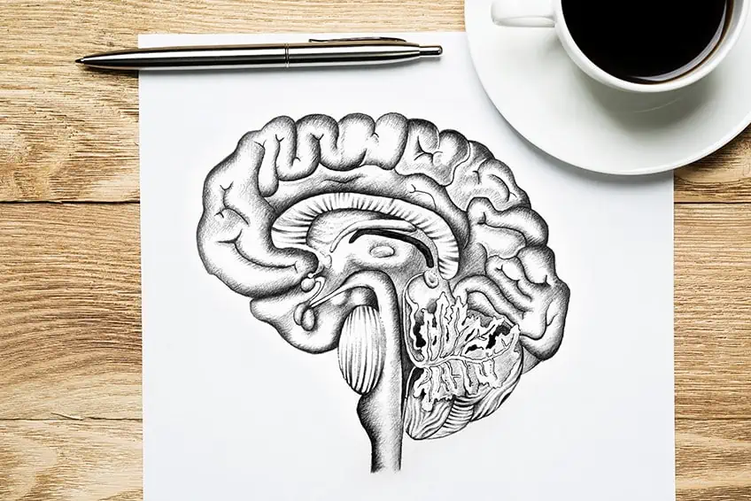 Gehirn zeichnen