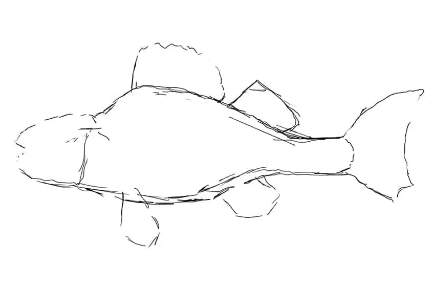 how to draw a fish 04