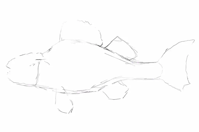 how to draw a fish 05
