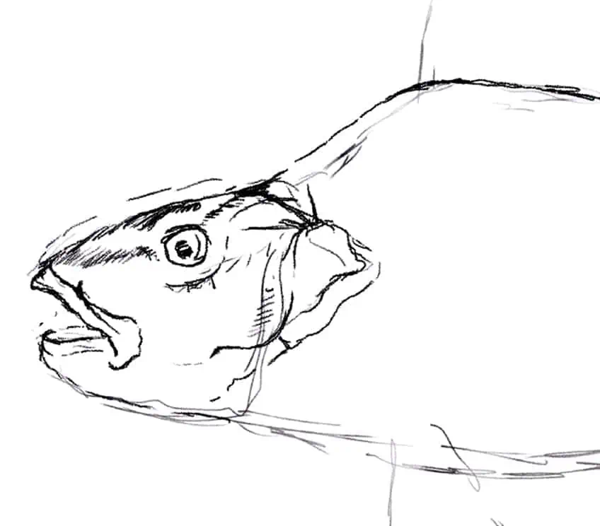 how to draw a fish 07