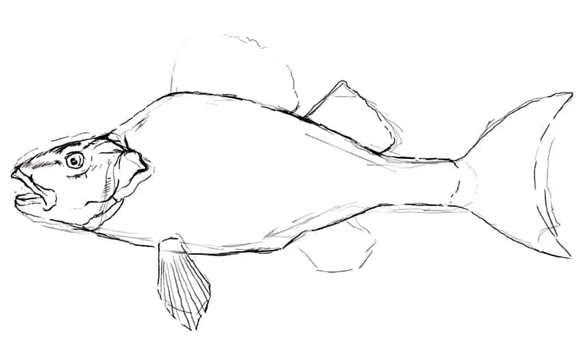how to draw a fish 09