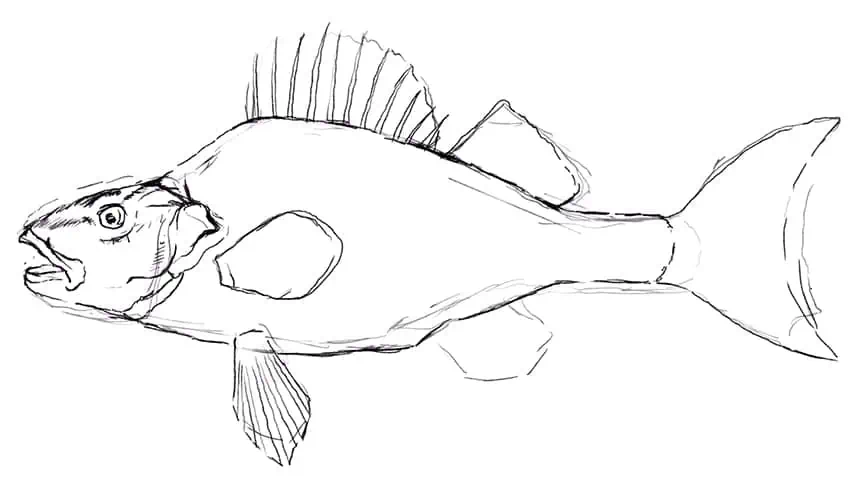 how to draw a fish 11