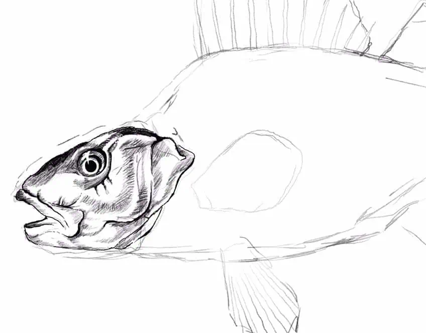 how to draw a fish 14
