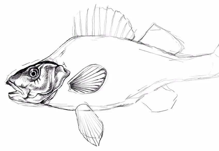 how to draw a fish 15