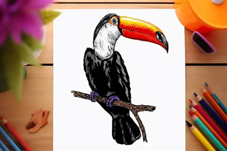 Tukan zeichnen – Einfache Anleitung mit Bildern