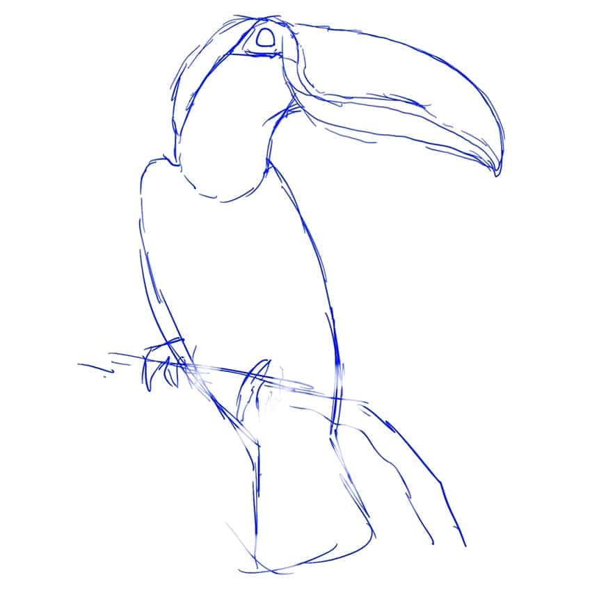 toucan drawing 02