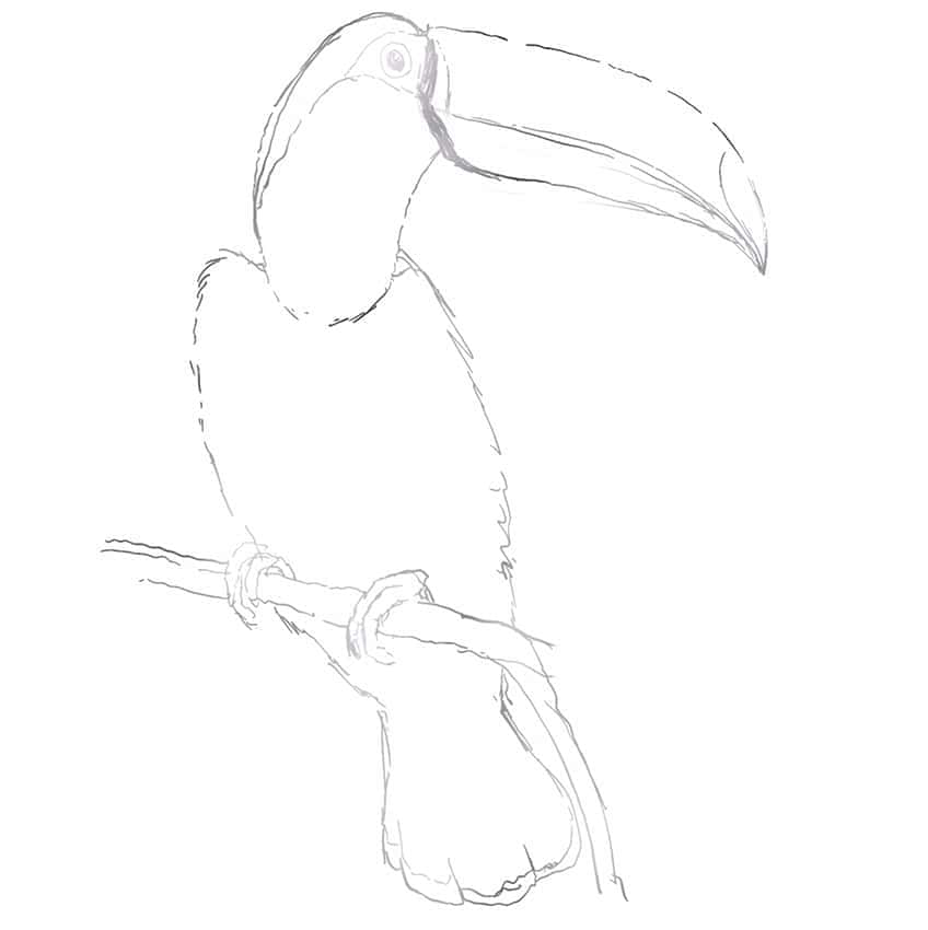 toucan drawing 06