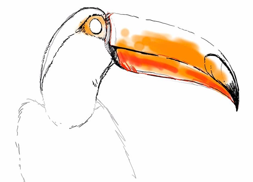 toucan drawing 09