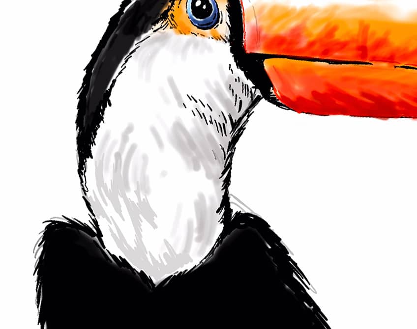 toucan drawing 13