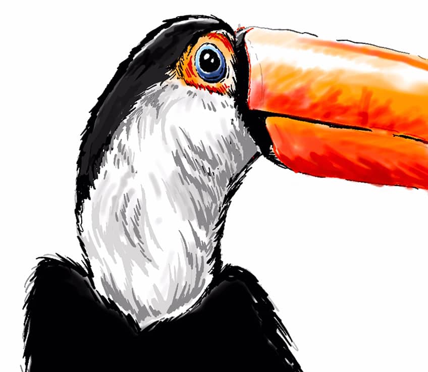 toucan drawing 15