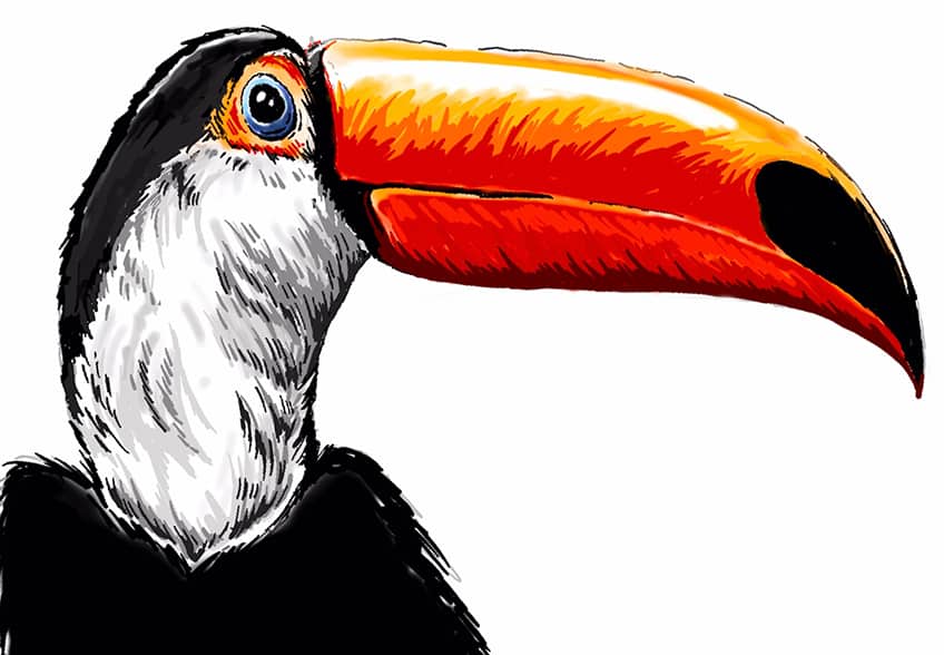 toucan drawing 18