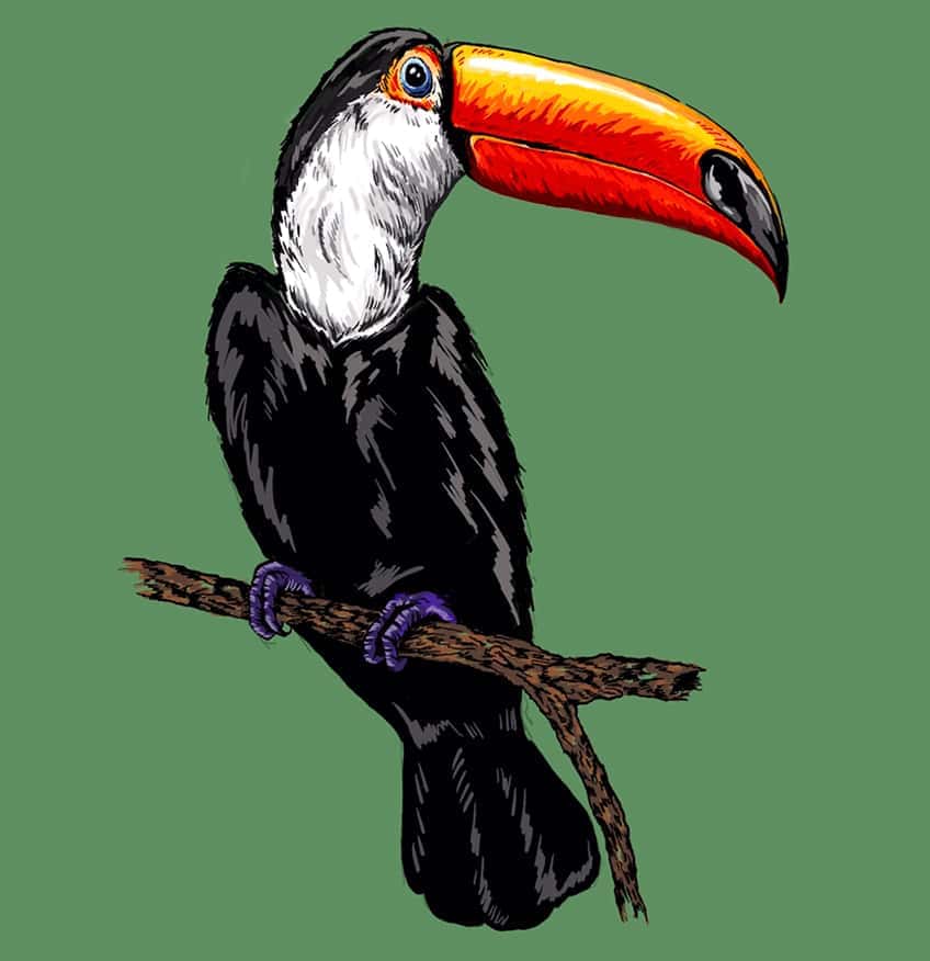 tucan drawing