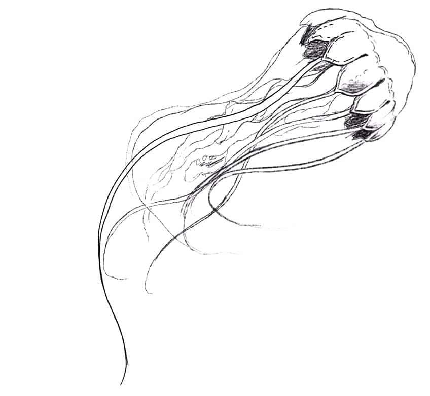 jellyfish drawing 06