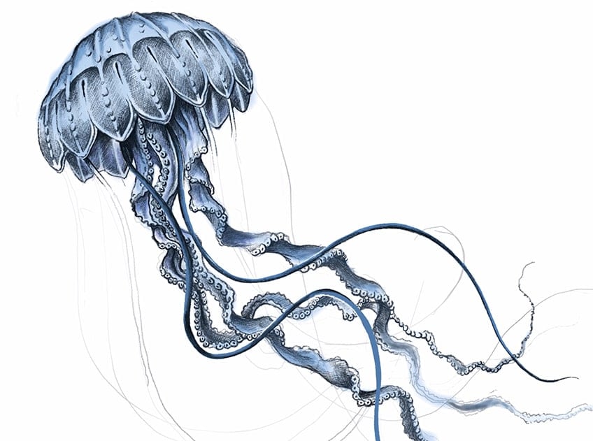 jellyfish drawing 25