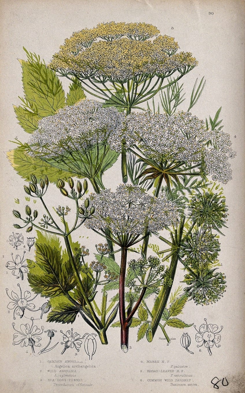 Botanical Art