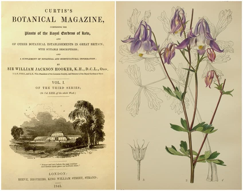 Botanical Drawings