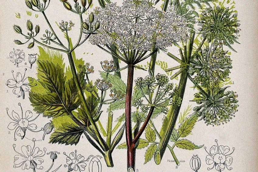 botanische illustrationen