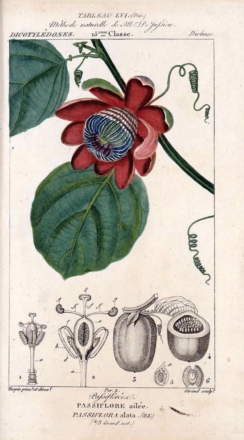 Wissenschaftliche botanische Illustration