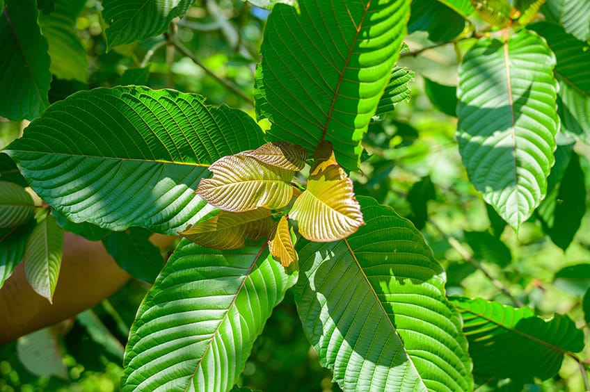 kratom farben malerei