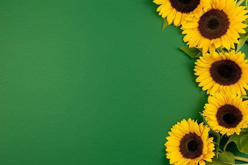 Farben, die zu Waldgrün passen