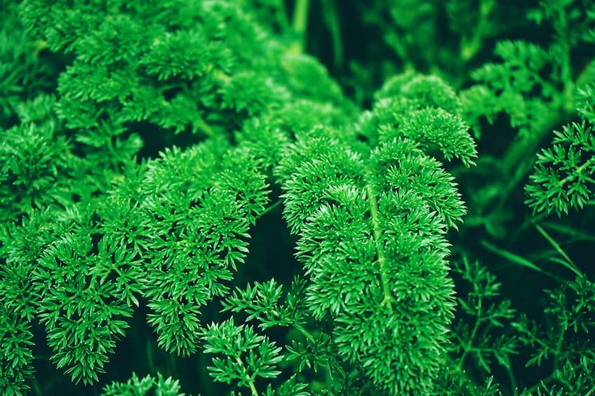 farbe waldgrün
