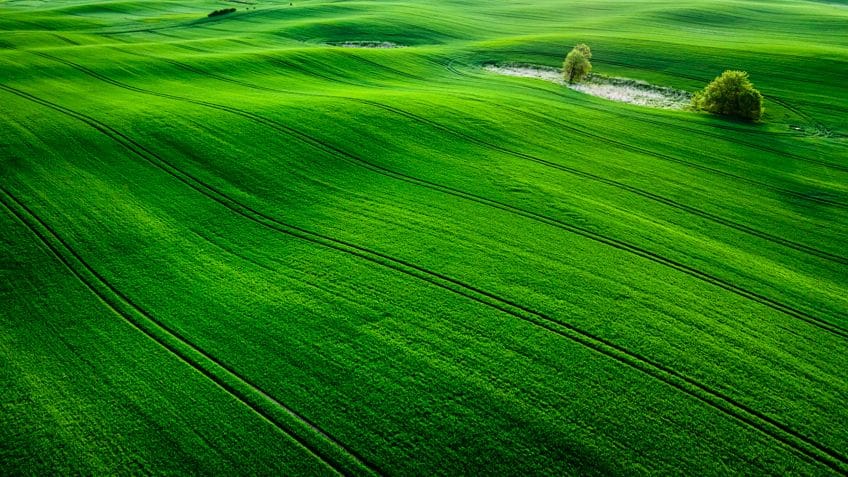Shades of Forest Green