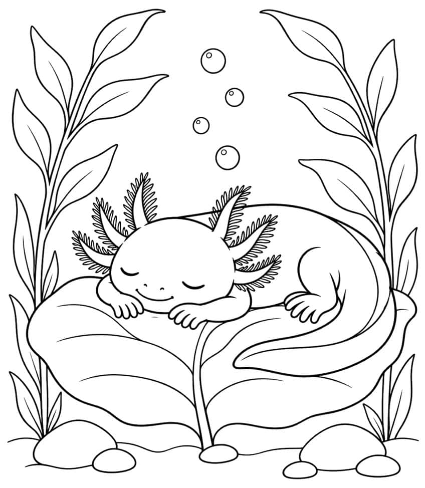 Ausmalbild: schlafender Axolotl auf einem großen Blatt zwischen Wasserpflanzen