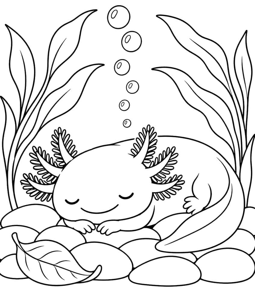 Ausmalbild: schlafender Axolotl auf Steinen, umgeben von Algen und aufsteigenden Blasen