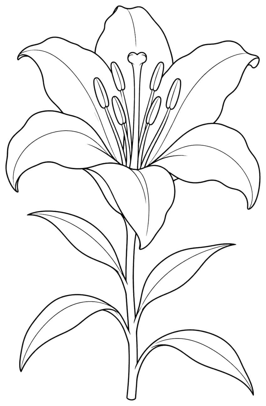 Ausmalbild einer Lilienblüte mit Staubgefäßen, Stängel und schmalen Blättern