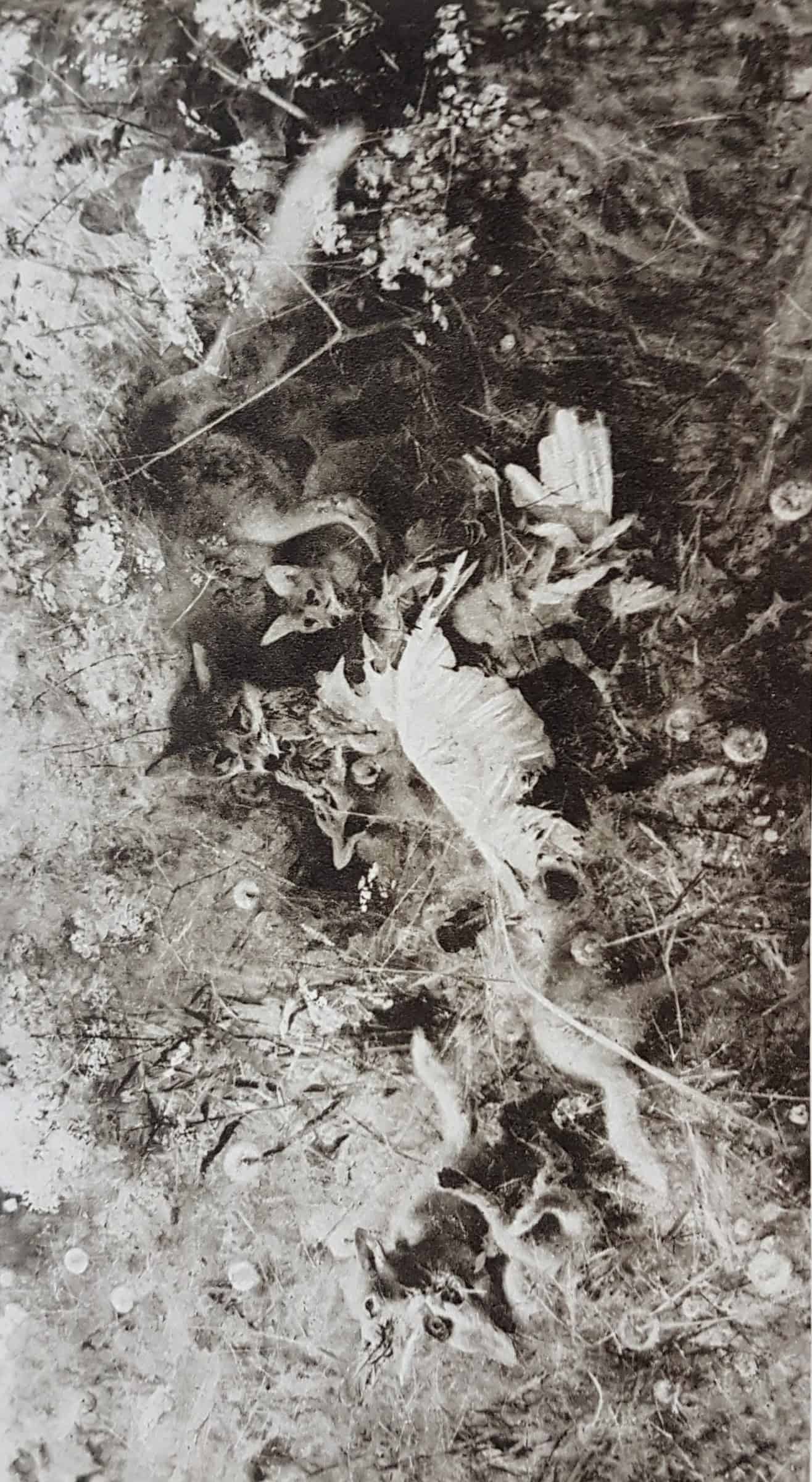 Liljefors’ genaue Tierbeobachtung und die Einbettung der Füchse in ihren Lebensraum.